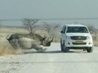 rinocer safari