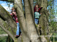 copii catarati in copac