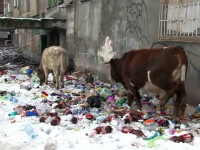 vaci mancand din gunoi in Lupeni