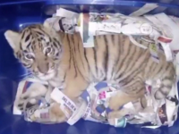 Un pui de tigru, găsit într-un colet de angajații unui oficiu poștal din Mexic