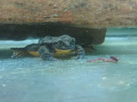 Cum încearcă o organizație ecologistă să salveze speciile pe cale de dispariție