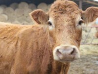 O vacă a evadat în drum spre abator, a dărâmat un gard și i-a rupt mâna proprietarului