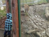 O mamă și copiii săi, uitați în Grădina Zoologică din Oradea