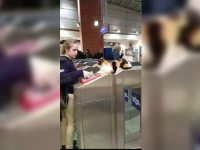 Motivul pentru care o pisică este 