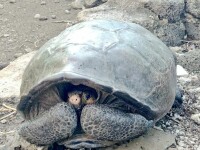 Amendă uriașă pentru un şofer care a călcat cu maşina o broacă ţestoasă în Galapagos