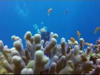 corali, protectie, salvare, marea bariera de corali, marea rosi