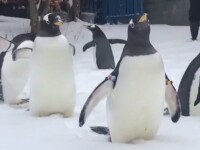 pinguini pittsburg