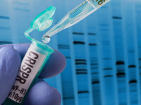 editare genetica CRISPR