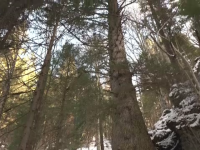 Brad vechi de 500 de ani, candidatul României pentru titlul de „Copacul European al Anului