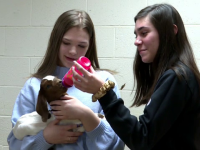 Mai mulți iezi, parte al unui proiect din cadrul unei școli. Ce rol au animalele