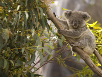 Anchetă în Australia, după ce zeci de koala au fost ucişi. 