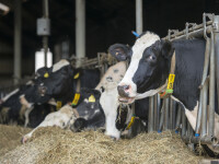 Caz de „boala vacii nebune” raportat în Elveția. Ultimul fusese descoperit în 2012