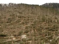 Ce a provocat fenomenul neobișnuit care a devastat pădurea din Prahova