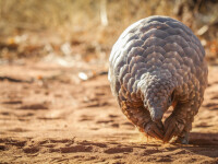 pangolin