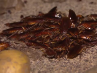 La două grădini zoologice din Texas, vizitatorii pot poteza gândacii cu numele foștilor parteneri de viață