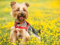 (P) 4 sfaturi cheie despre cum ne putem bucura de un câine sănătos și fericit