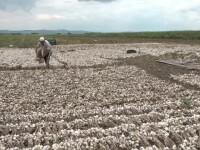 Ajutor de 3.000 € pentru fermierii care cultivă usturoi. Noua cerință din acest an
