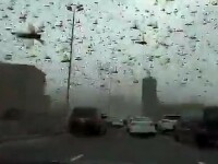 VIDEO. Scene apocaliptice filmate în Bahrain, unde întregul cer a fost invadat de lăcuste