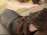 Hipopotamii lui Pablo Escobar s-au înmulțit necontrolat și îi terorizează pe localnici. „Sunt înfricoşători”