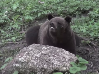 Din cauza temperaturilor ridicate, urșii au dat iama prin ferme, în județul Mureș