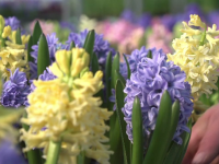 Cu cât sunt mai ieftine florile românești decât cele din import