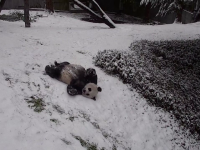 Spectacolul oferit de doi urși panda în zăpadă, surprins de camerele de supraveghere. VIDEO