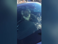 Un koala a provocat un carambol cu cinci mașini pe o stradă din Australia. Ce s-a întâmplat. VIDEO