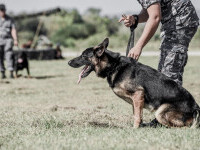 Armata indiană antrenează câini să detecteze bolnavii de COVID-19