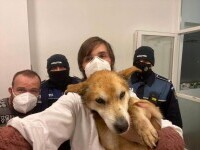 Câine bătrân și bolnav abandonat pe un ger cumplit, salvat de la moarte de polițiștii din Botoșani