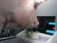 Porcii sunt capabili să joace jocuri video cu ajutorul râtului. Descoperirea cercetătorilor