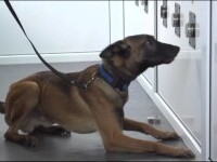Câini care pot depista bolnavii asimptomatici de COVID, antrenați la Sibiu. Curând vor ieși pe teren