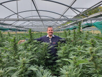 (P) Stresul, depresia și anxietatea pot fi tratate cu ulei CBD! Ce spun studiile