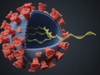 coronavirus