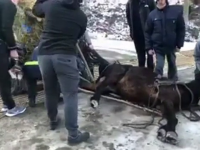 Un cal prins cu picioarele într-un grilaj de scurgere a apei, salvat în Piatra Neamț
