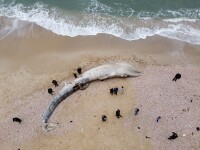 Creatura uriașă descoperită pe o plajă din Israel. GALERIE FOTO
