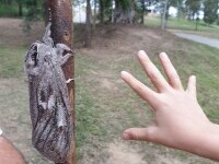 O molie de mărimea unei palme a fost descoperită în Australia
