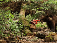 Populația de urși din România va fi evaluată printr-un studiu cu analiză ADN, finanțat de UE