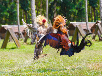 Un bărbat din India a murit, după ce a fost rănit de cocoșul său de luptă. Pasărea avea un cuțit atașat de picior