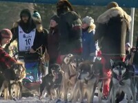 A început marea cursă de sănii trase de câini din SUA. Peste 100 de animale s-au aflat la start