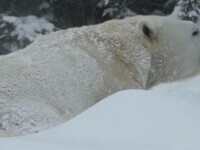 Furtuna de zăpadă care a lovit SUA, bucuria unui urs polar. Animalul a făcut spectacol în nămeți