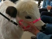 Bătrânii dintr-un un cămin din SUA fac terapie cu o vacă. Dolly, bucuria bolnavilor de alzheimer și parkinson