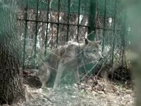 Controale și sancțiuni la Grădina Zoologică Galați, după apariția unor imagini revoltătoare cu animalele