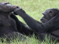 Cimpanzei surprinși când își tratau rănile cu insecte vii. Este o medicație străveche