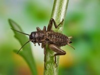 Greierele de casă, a treia insectă autorizată ca ingredient alimentar pe piaţa din UE