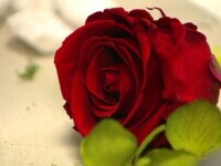 Flori criogenate sau trandafiri care trăiesc ani de zile, cele mai inedite cadouri de Valentine’s Day. Ce prețuri au