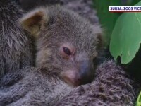 ursi koala