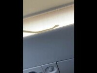 VIDEO Un avion de călători al Air Asia, nevoit să devieze de la traseu după descoperirea unui şarpe la bord