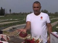 Un fermier din Israel a intrat în Cartea Recordurilor. Omul deține cea mai mare căpșună din lume
