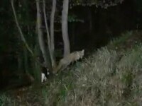 O întâlnire tensionată între o pisică și o vulpe a fost surprinsă într-o zonă împădurită din Orșova