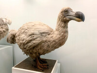 Pasărea Dodo
